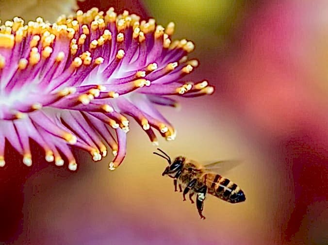 Insectos amigos para nuestro jardín